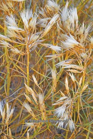 ericameria nauseosa 1 graphic